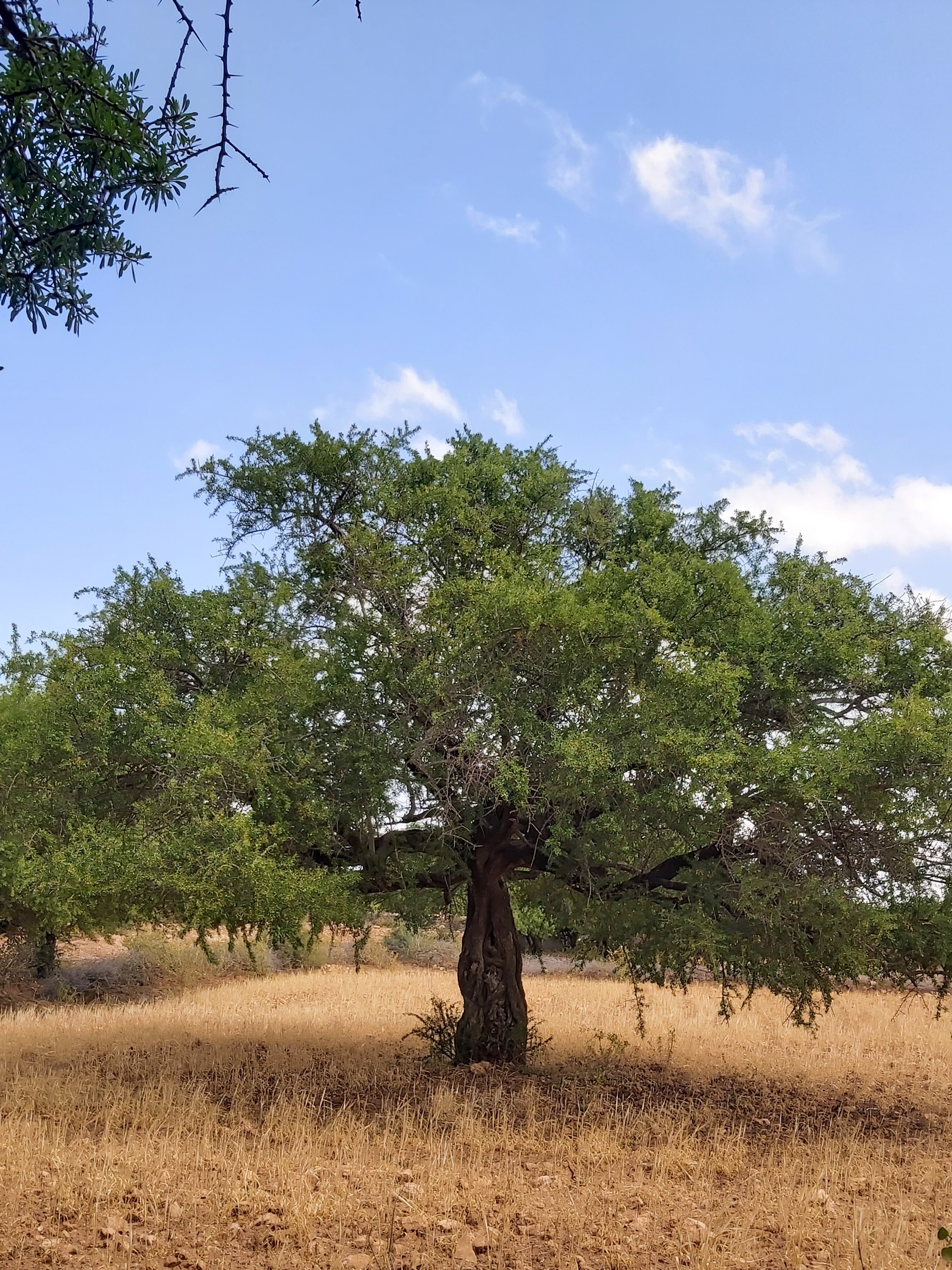 L'huile d'argan : l'héritage vivant de mon enfance