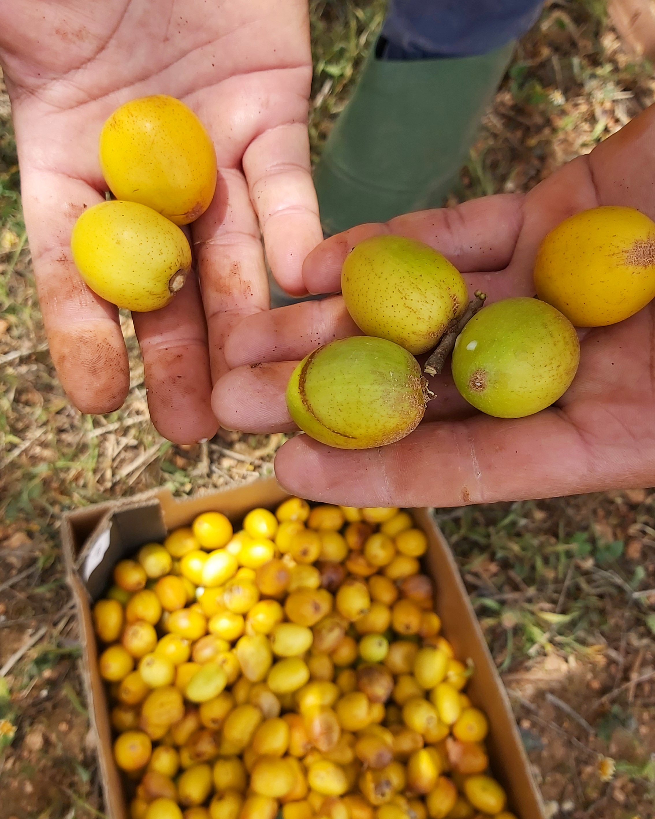 Comment naît l'huile d'argan ? Un savoir-faire berbère transmis de génération en génération