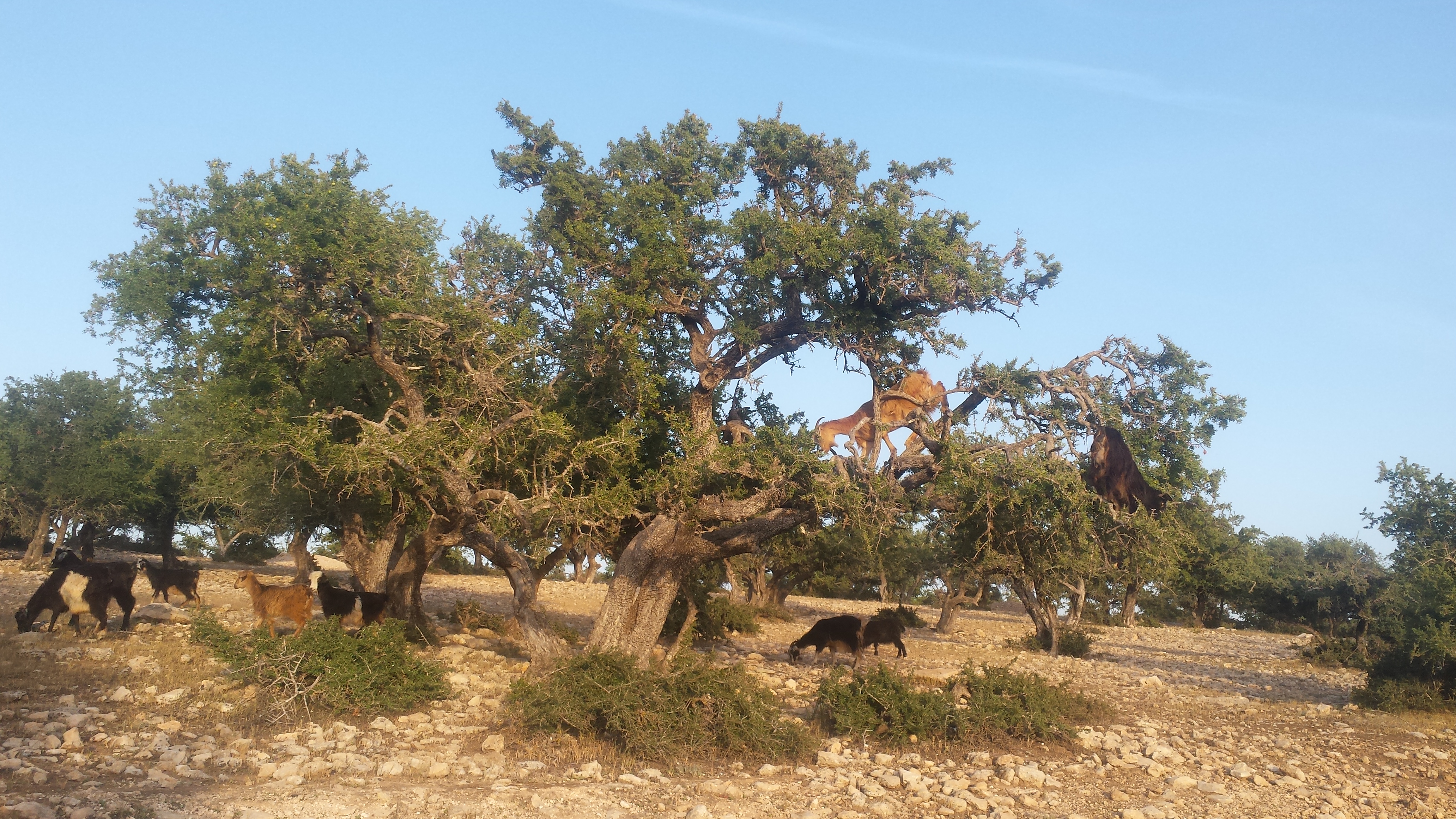 Animals of the Moroccan Countryside: The Silent Guardians of Our Traditions