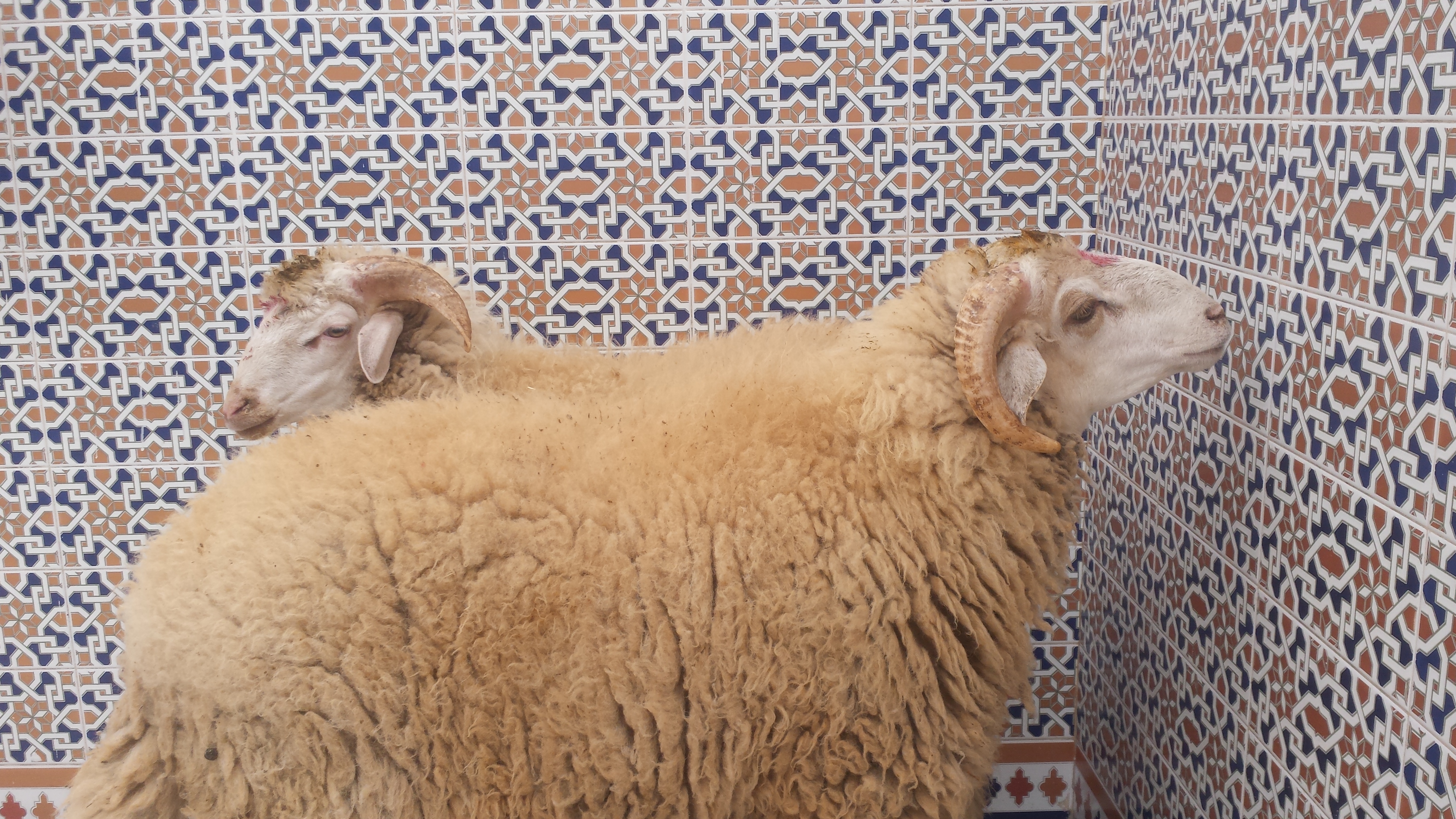 Eid al-Adha in Morocco: A Celebration of Faith, Sharing, and Tradition